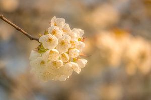 Bloesem van Moetwil en van Dijk - Fotografie