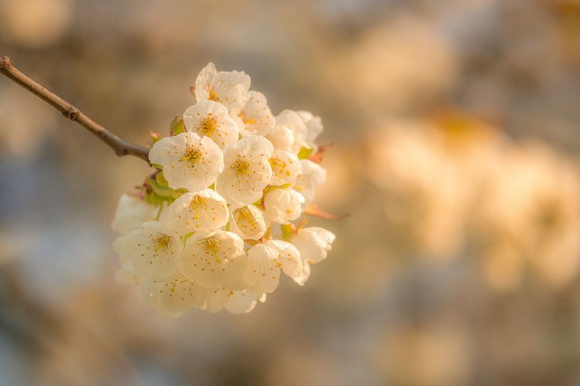 Blossom by Moetwil en van Dijk - Fotografie