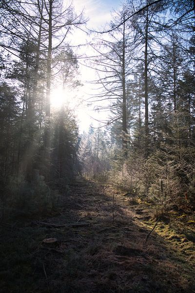 Waldweg in Epe (gefrorener Boden) von S van Wezep