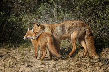 Red fox and her cub sur Menno Schaefer