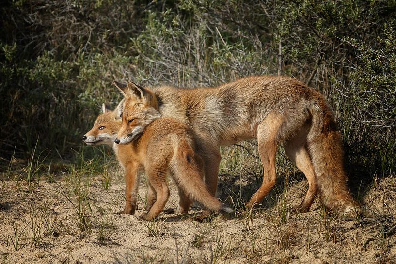 Moeder vos en haar welp par Menno Schaefer