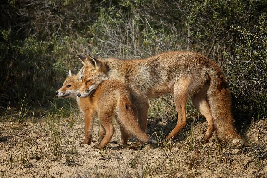 Red fox and her cub by Menno Schaefer on canvas, poster, wallpaper and more
