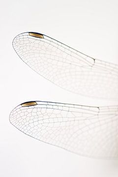 Plattbauchlibelle von Danny Slijfer Natuurfotografie
