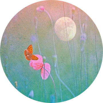 Butterfly by the Poppy and near the Moon van Die Farbenfluesterin