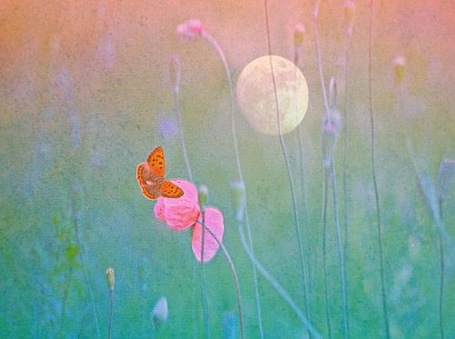 Butterfly by the Poppy and near the Moon