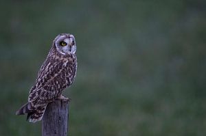 Short-eared Owl *Asio flammeus* at dusk, wildlife van wunderbare Erde