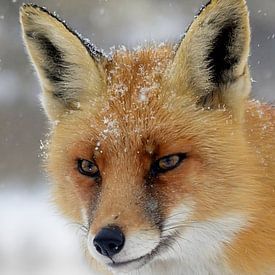 Fuchs mit Schnee von rik janse