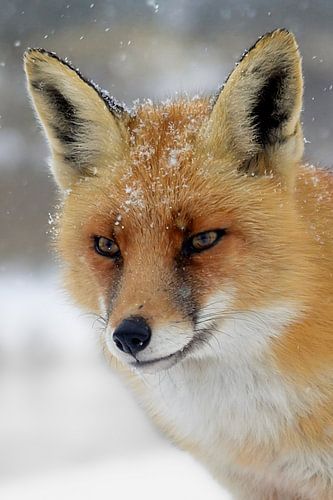 fox with snow
