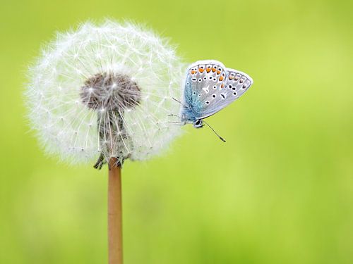  Common Blue on faded Dandelion