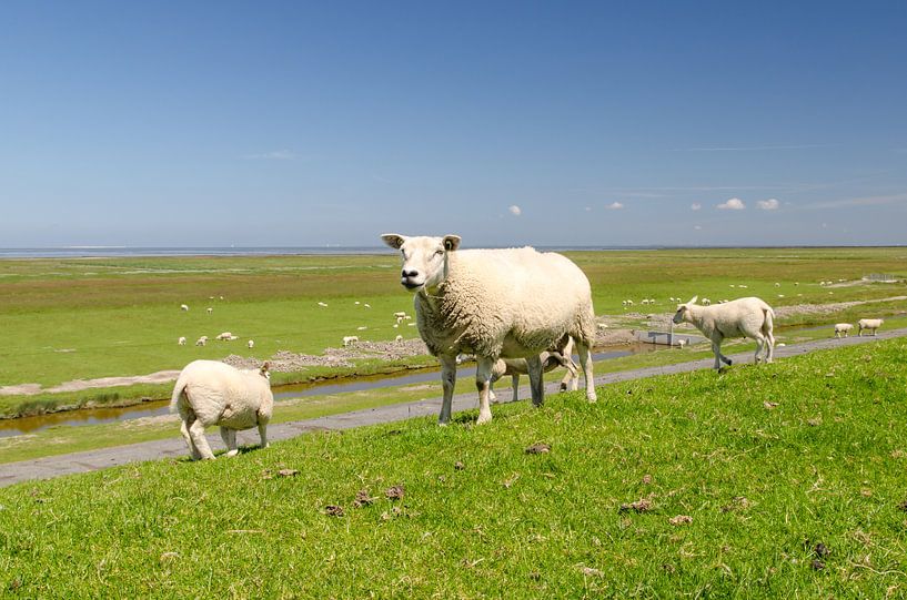 Sheep with a view by André van der Meulen