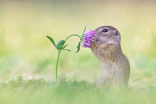 grondeekhoorn ruikend aan een bloemetje
