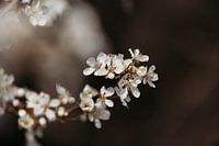 Weiße Blüte