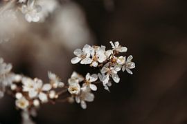 White Blossom by Janny Beimers