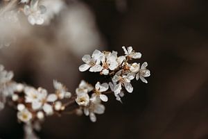 Weiße Blüte