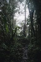 Monteverde Nebelwald – Das mystische Herz Costa Ricas