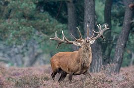 Edelhert Macho by Fotografie Verbeek Barneveld