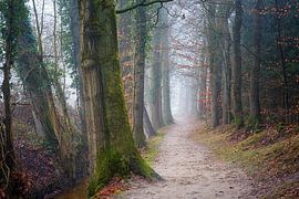 Path beside the stream