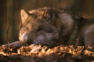 Ontspannen wolf in het avondlicht van Tanja Riedel thumbnail