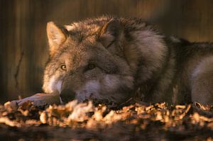 Ontspannen wolf in het avondlicht