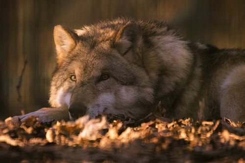 Relaxed wolf in the evening light