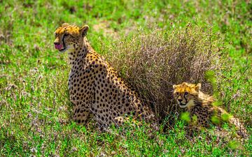Cheetah moeder en welpje van Stijn Cleynhens