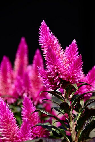 Schönheit der Natur