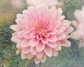Verträumte rosa Dahlie von Saskia Schotanus