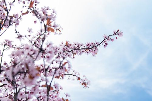 Bloesem van Jisca Kuijpers