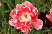 Une belle fleur rose