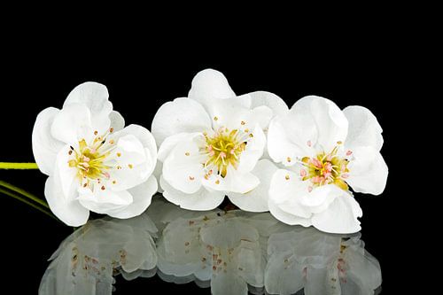 Kersenbloesem in het voorjaar