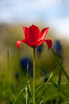 Tulipe rouge sauvage dans un champ en Hollande du Sud.