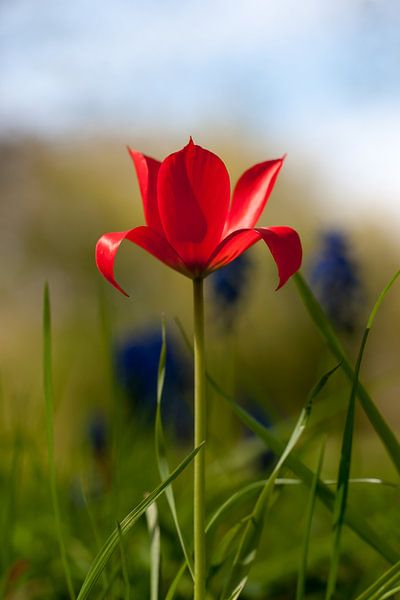 Tulipe rouge sauvage dans un champ en Hollande du Sud. par Jolanda Aalbers