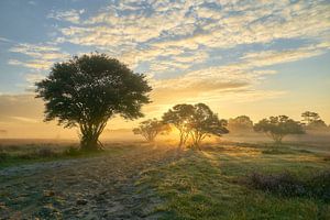 Zonsopkomst op de bloeiende paarse hei
