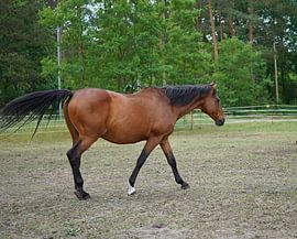 Trakehner Feldmeyer in the pasture
