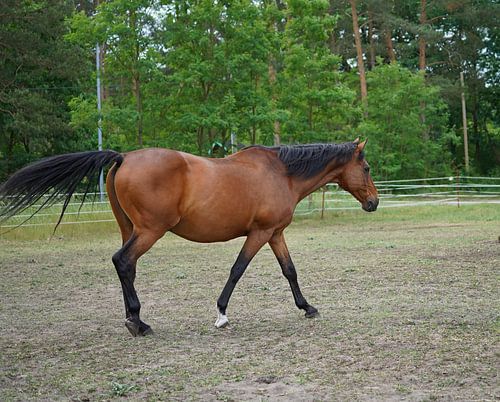 Trakehner Feldmeyer in de wei
