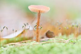 Macrofoto van een delicate paddenstoel in het mos, met zachte kleuren en een bokeh-achtergrond. van Martin Köbsch