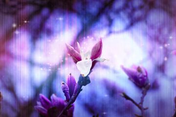 paarse lente van Ribbi