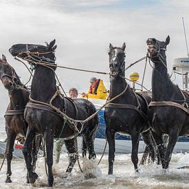 Stoere paarden in de zee   von Jan Iepema
