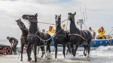 Stoere paarden in de zee   van Jan Iepema