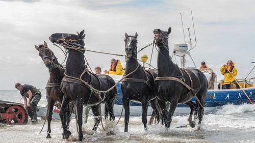Stoere paarden in de zee  