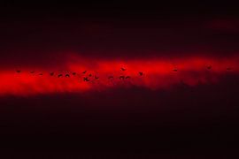 Ganzen in zonsondergang van Danny Slijfer Natuurfotografie