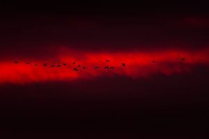 Ganzen in zonsondergang van Danny Slijfer Natuurfotografie