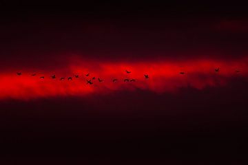 Geese in sunset by Danny Slijfer Natuurfotografie