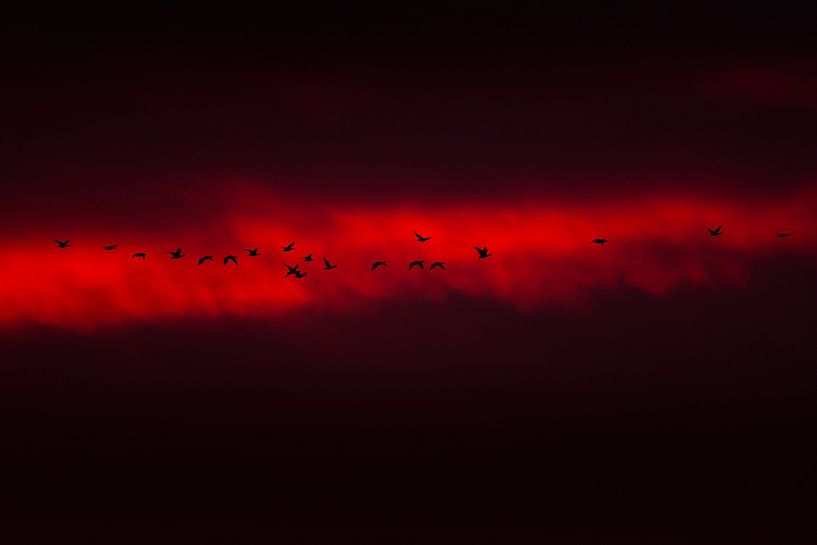 Geese in sunset by Danny Slijfer Natuurfotografie