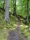 Forest path by Lotte Veldt thumbnail