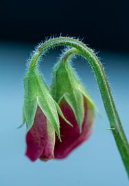 Lathyrus flowers in bud by Manon Zandt