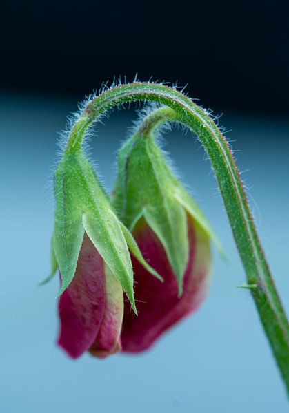 Lathyrus in der Knospe von Manon Zandt