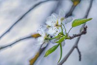 Cerisier en fleurs