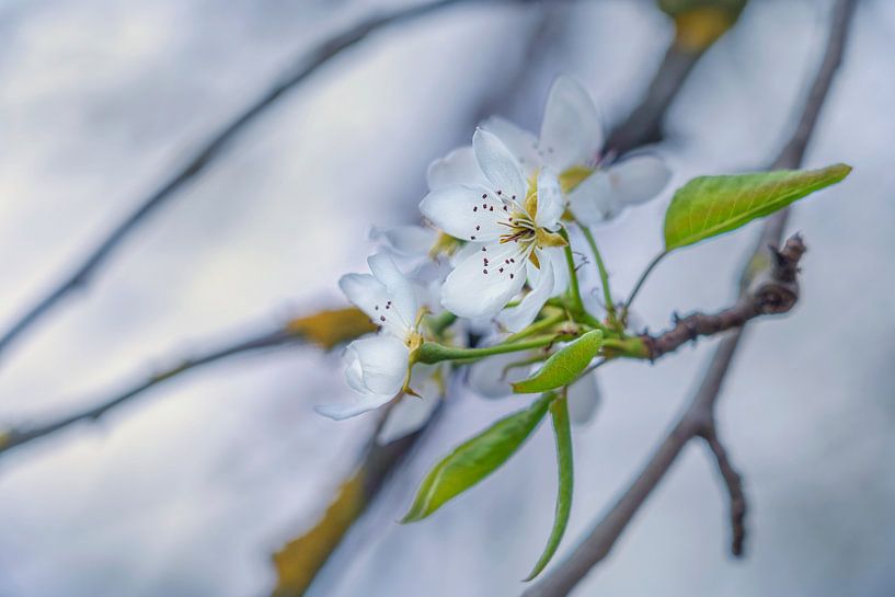 Cherry tree blossom by Bea Budai