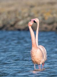 Love is in the air van Lies Bakker